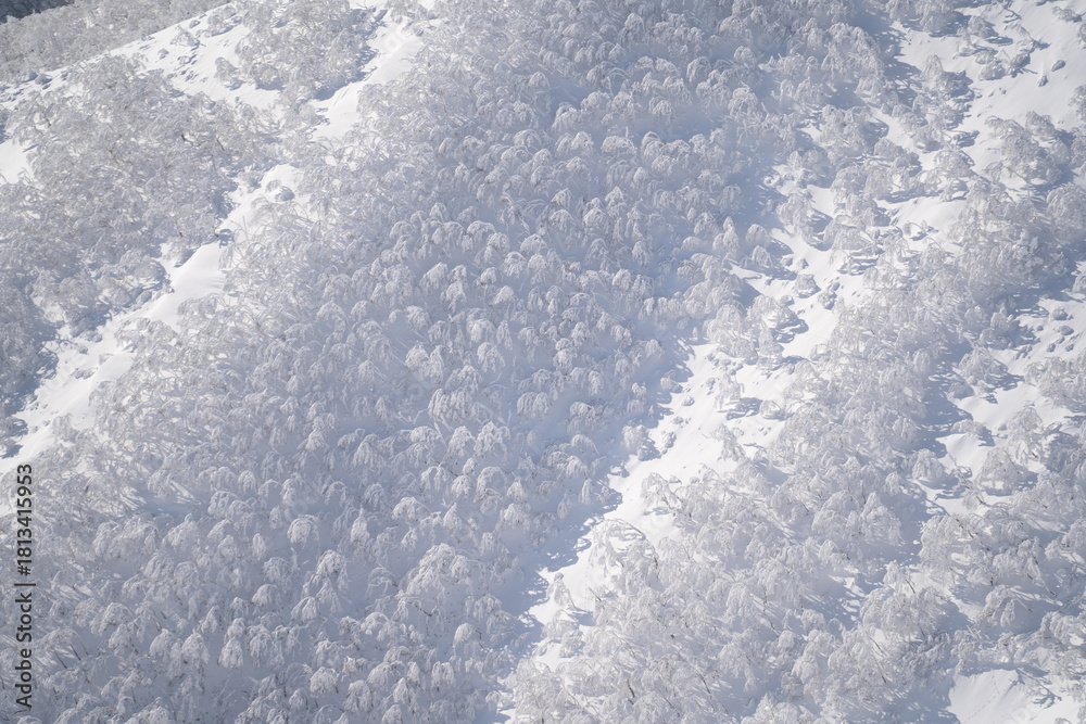 Obraz premium Rime covered winter forest spreading across the snowy slopes of Mount Mokoto in Hokkaido creating a serene white landscape with cold atmospheric beauty and quiet nature