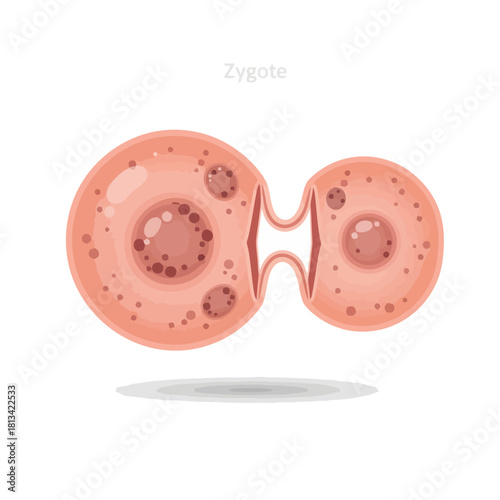 Biological depiction of a fertilized egg cell, or zygote, cleaving into two daughter cells