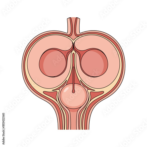 Detailed cross-section illustration of an internal biological organ system, depicting anatomical