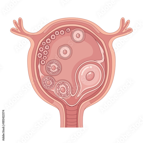 Detailed cross section illustration of a human ovary showing developing follicles and mature ovum