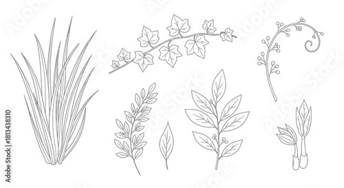 Illustration of various plants and foliage, including grass, ivy, leaves, and buds, depicted in a simple line art style.