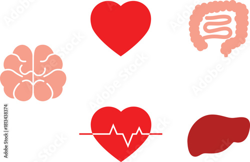 Heart, anatomical heart, human organ, medical symbol, health, healthcare
