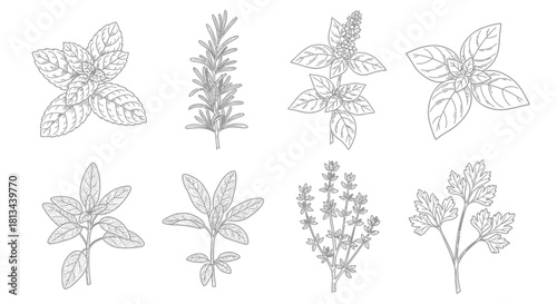 Detailed illustration of various culinary herbs with intricate botanical details.