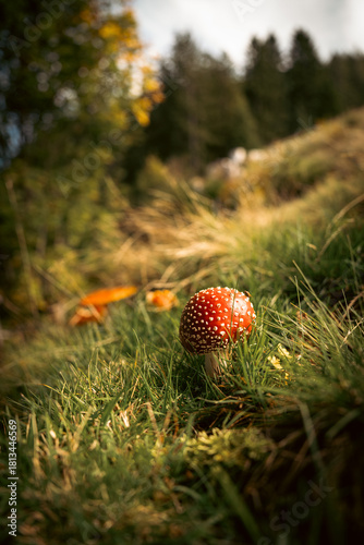 fly agaric mushroom