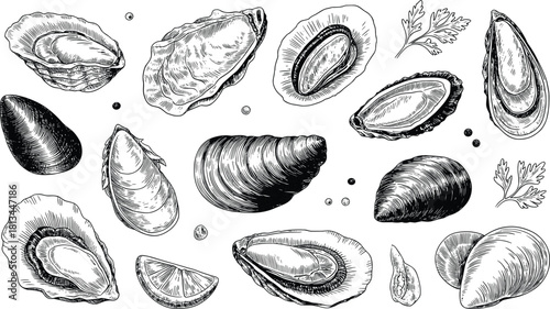 Black and white seafood illustration featuring detailed oyster and clam shells, hand drawn sketch style for restaurant menu or culinary design