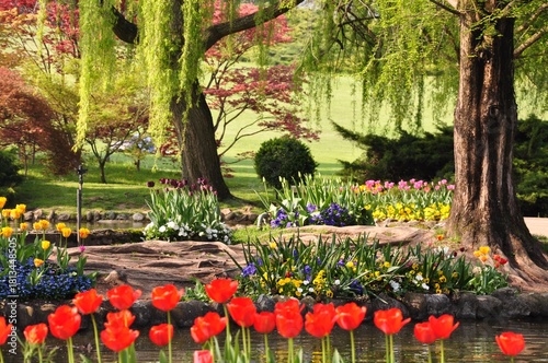 parco fiorito con tulipani