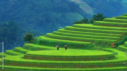 Aerial view of Hmong woman on golden rice terraces at Mu Cang Chai town near Sapa city, Vietnam. Beautiful terraced rice field in harvest season in Yen Bai province. Travel and landscape concept.