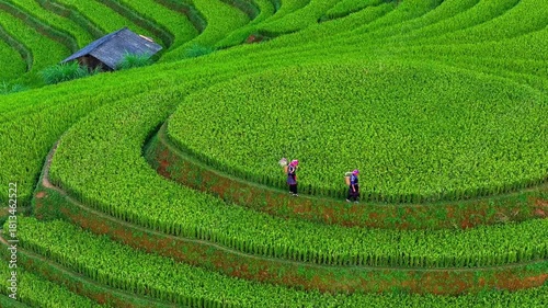 Aerial view of Hmong woman on golden rice terraces at Mu Cang Chai town near Sapa city, Vietnam. Beautiful terraced rice field in harvest season in Yen Bai province. Travel and landscape concept.