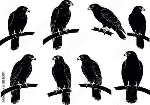 Stylized hawk illustrations perched on branches, black and white poses with feather and beak detail - flavector