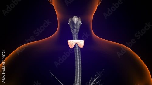 Male thyroid anatomy. 3d illustrations