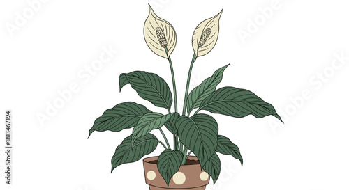 Illustration of a peace lily plant with two white flowers and green leaves in a polka dot pot.