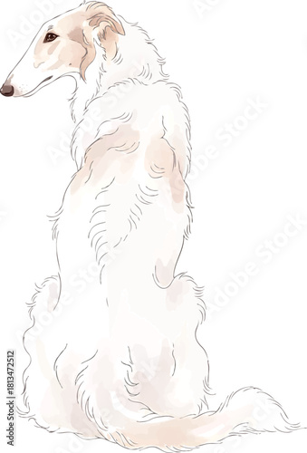 後ろを振り向くボルゾイ