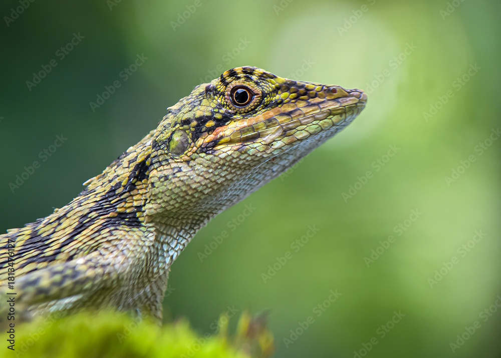 Fototapeta premium close up of a green lizard