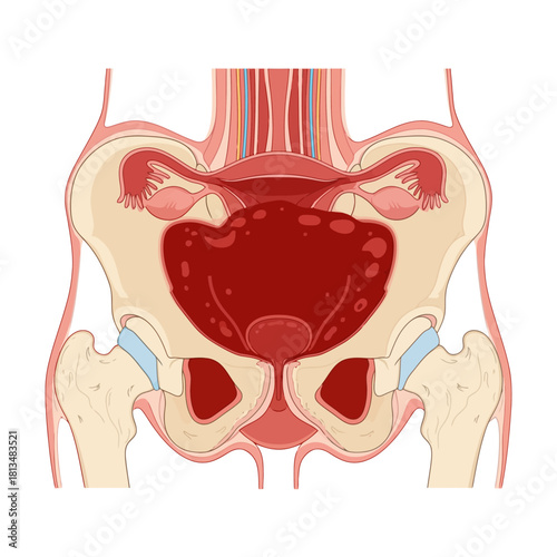 Anatomical Illustration of Female Pelvic Organs and Hip Bones with Blood Vessels