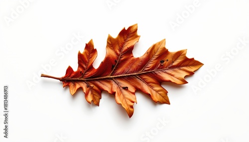 A single vibrant autumn leaf with its veins highlighted is superimposed over a plain white background, evoking the crispness of fall.