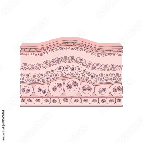 Diagram of Stratified Epithelial Tissue Layers with Cells and Nuclei