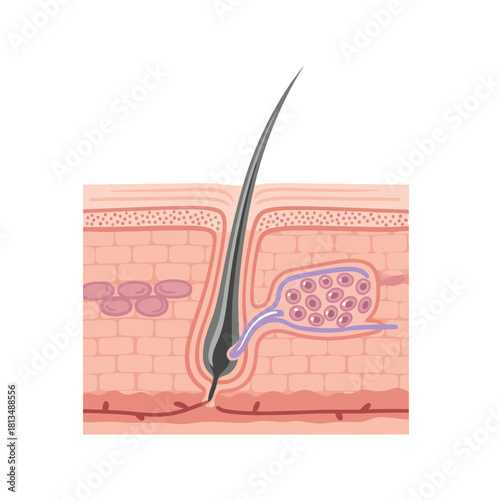 Detailed Anatomical Illustration of Human Hair Follicle and Skin Layers with Sebaceous Gland