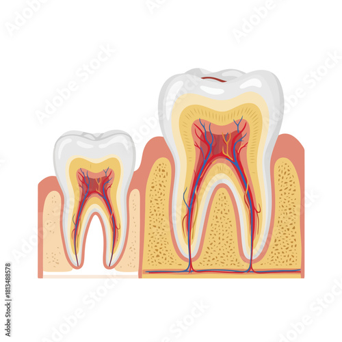 Detailed Cross-Section Anatomy of Developing and Mature Human Teeth in Gums and Bone