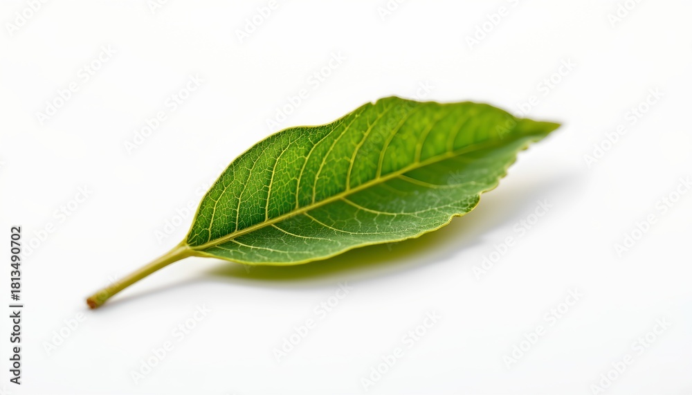 Obraz premium A single green leaf lying flat against a plain white background.