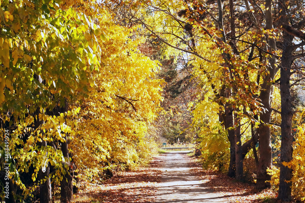 Obraz premium An empty road in the trees at the forest.Colors of autumn