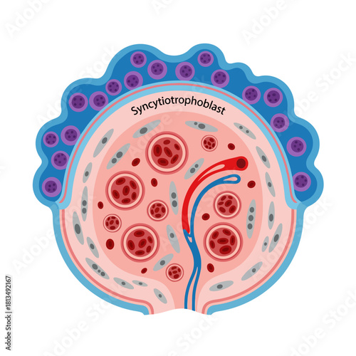 Human Placenta Anatomy: Syncytiotrophoblast Layer and Villus Structure with Blood Vessels