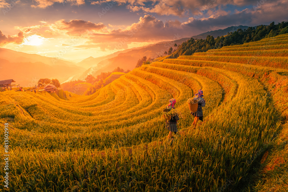 Fototapeta premium Aerial view of Hmong girls on golden rice terraces at Mu Cang Chai town near Sapa city, Vietnam. Beautiful terraced rice field in harvest season in Yen Bai province