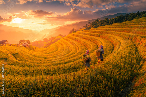 Aerial view of Hmong girls on golden rice terraces at Mu Cang Chai town near Sapa city, Vietnam. Beautiful terraced rice field in harvest season in Yen Bai province