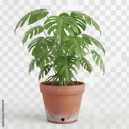 Monstera plant in a terracotta pot lush green leaves indoor plant for home decor