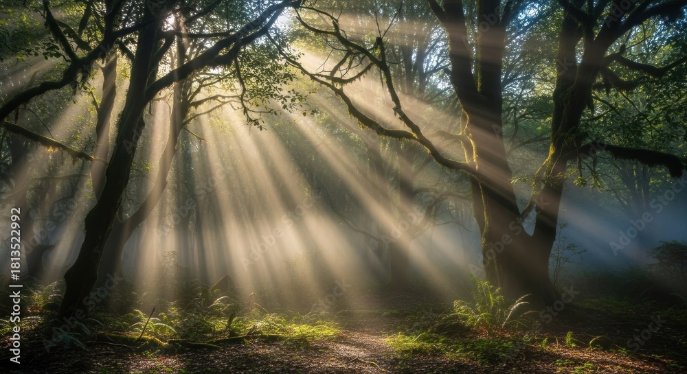 Fototapeta premium Sunlight Filtering Through Trees in a Lush Forest.