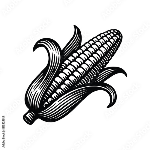 hand-drawn corn illustration