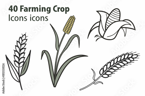 Illustration of Wheat Corn and Rice Plants with Labels grain cereal