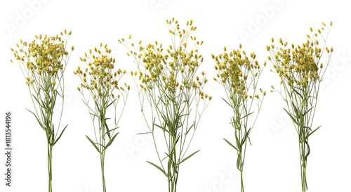 Five delicate yellow filler flower sprigs with green foliage isolated on transparent background