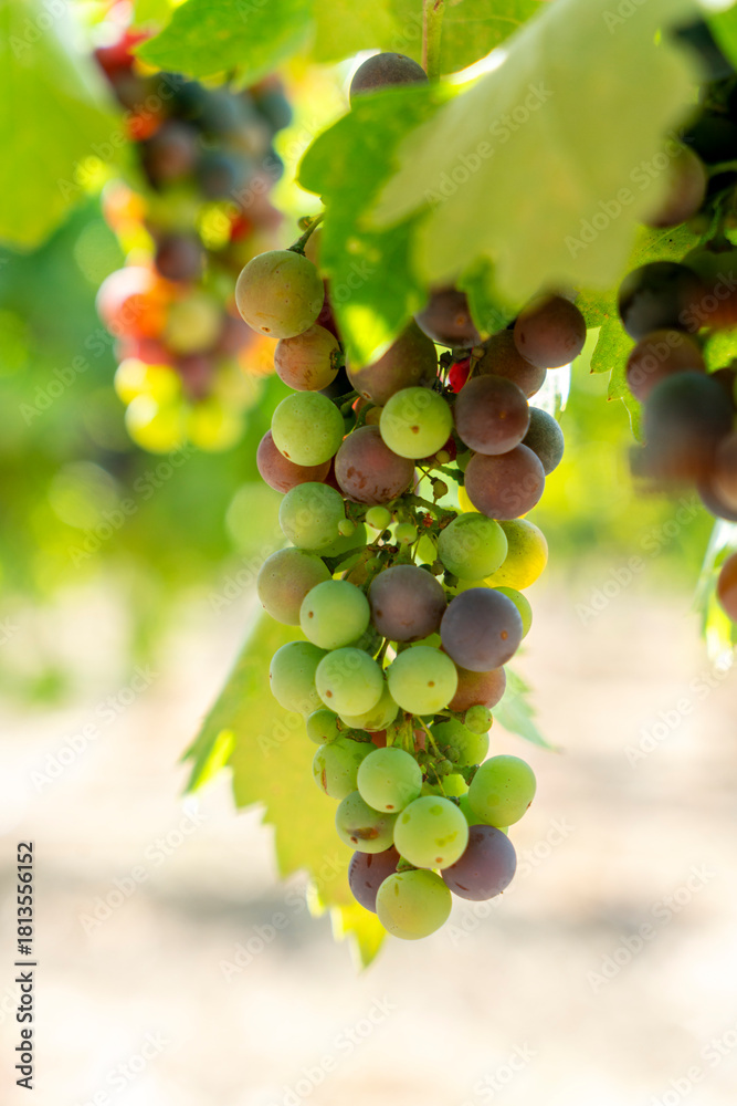 Fototapeta premium Veraison, grapes ripening on vine late spring in Northern California