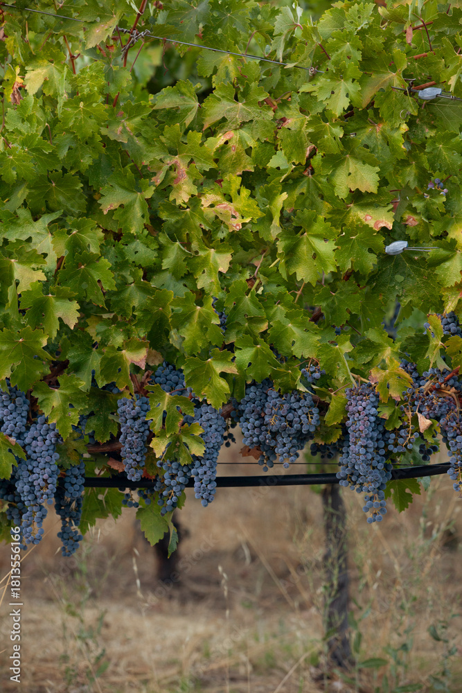 Fototapeta premium Clusters of red ripe grapes on vine in Northern California