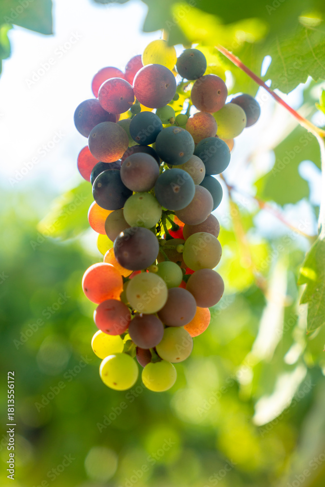 Fototapeta premium Veraison, grapes ripening on vine late spring in Northern California