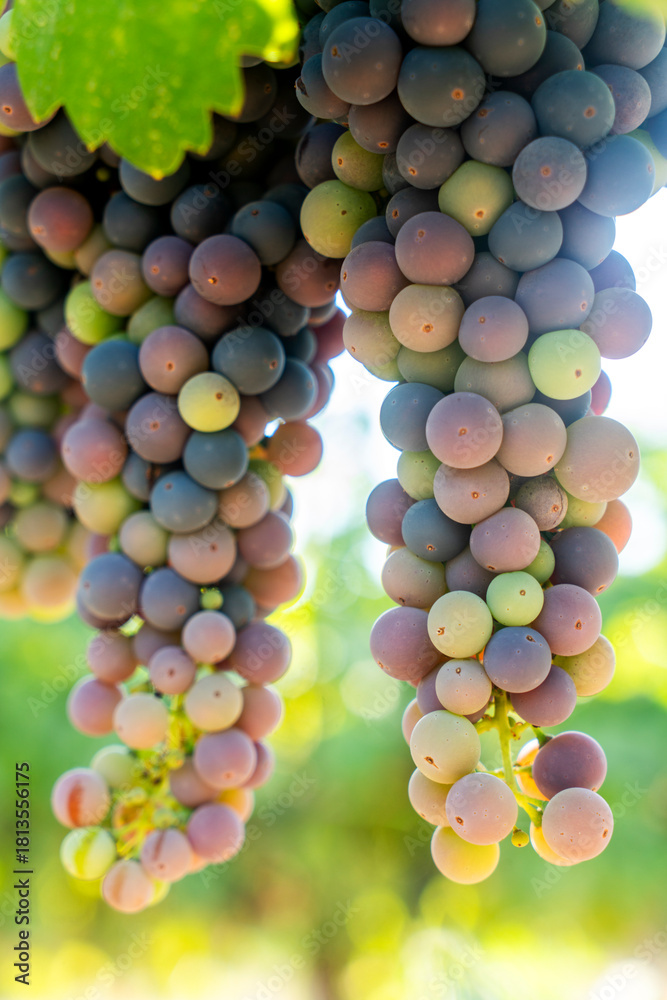 Fototapeta premium Veraison, grapes ripening on vine late spring in Northern California