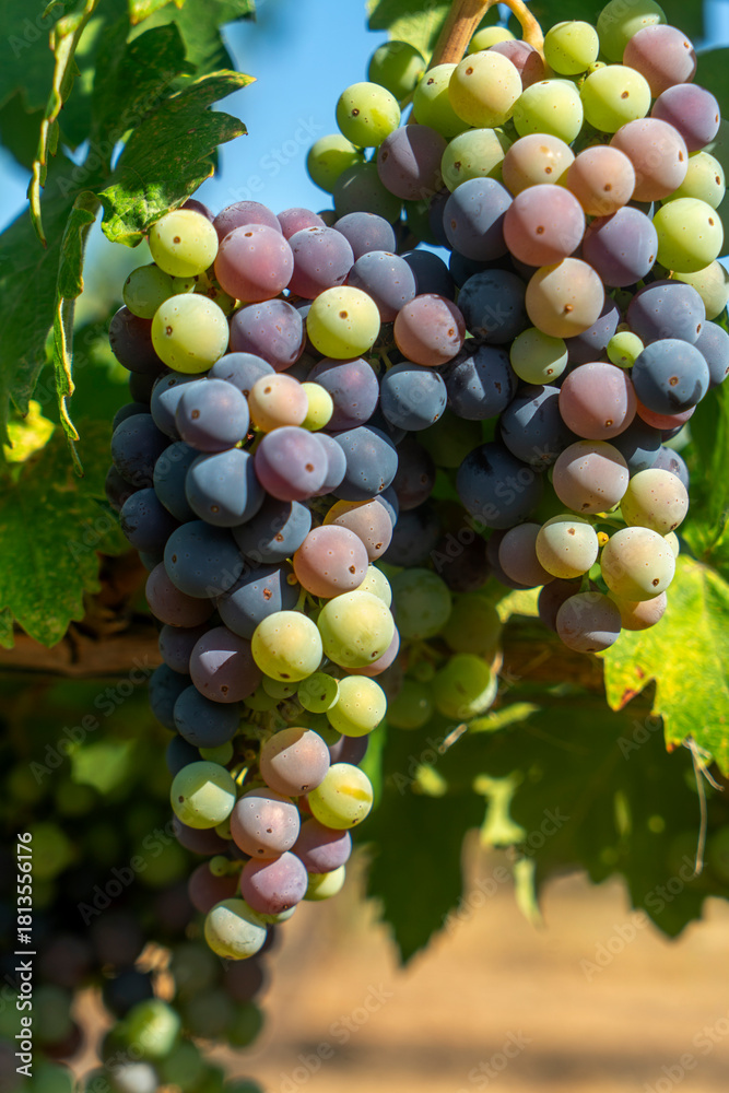 Fototapeta premium Veraison, grapes ripening on vine late spring in Northern California