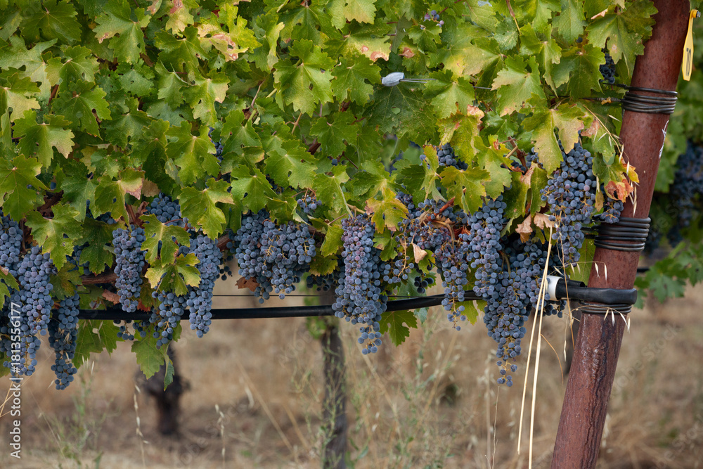 Fototapeta premium Clusters of red ripe grapes on vine in Northern California