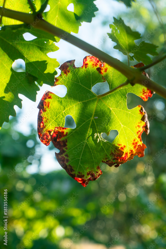 Fototapeta premium Grape leaves turning color in Northern California Vineyard