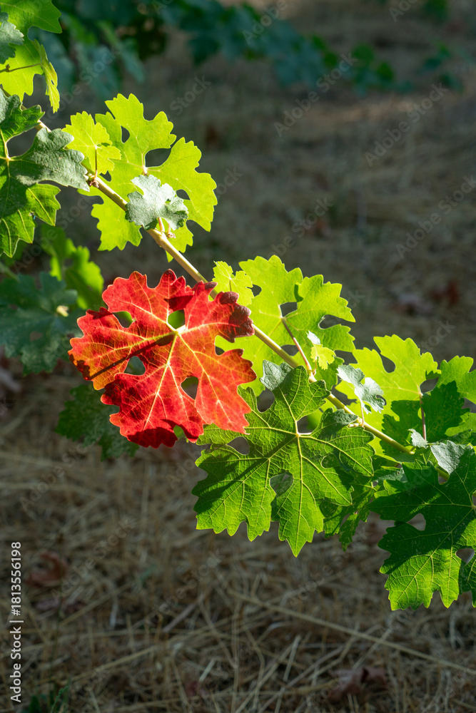 Fototapeta premium Grape leaves turning color in Northern California Vineyard