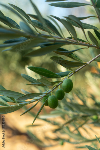 Ripening olives on olive tree in Northern California
