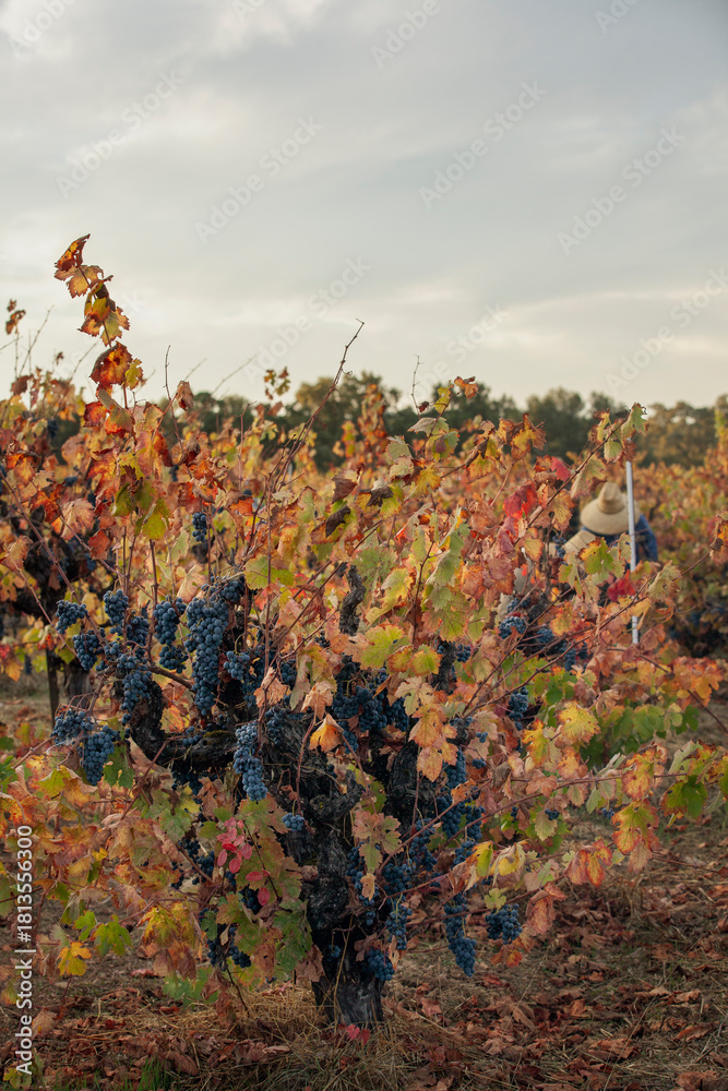 Naklejka premium Handpicking grapes from vines during harvest in Northern California
