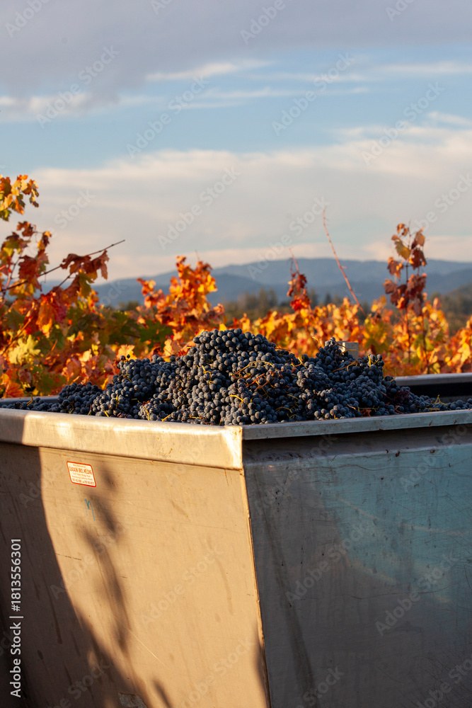 Fototapeta premium Red grapes in grape bin after being hand harvested on a fall morning