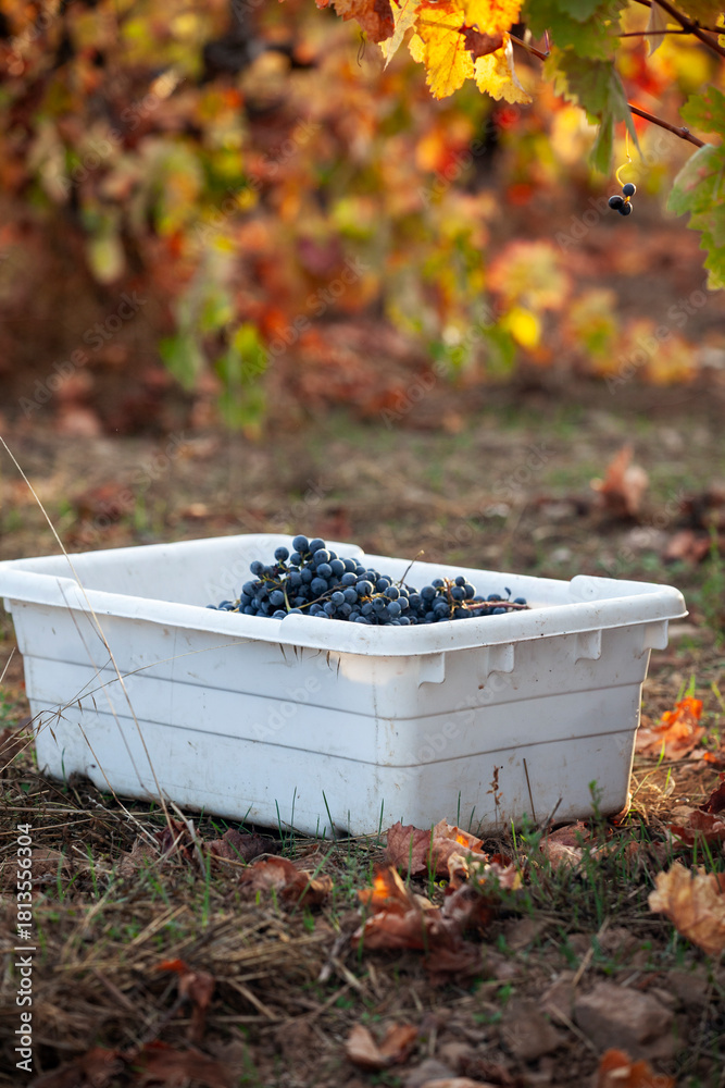 Naklejka premium Red grapes in bin after being handpicked from the vine during harvest