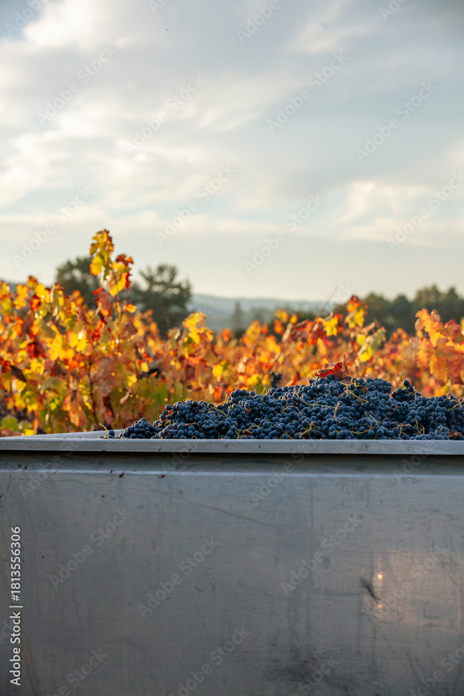 Naklejka premium Red grapes in grape bin after being hand harvested on a fall morning