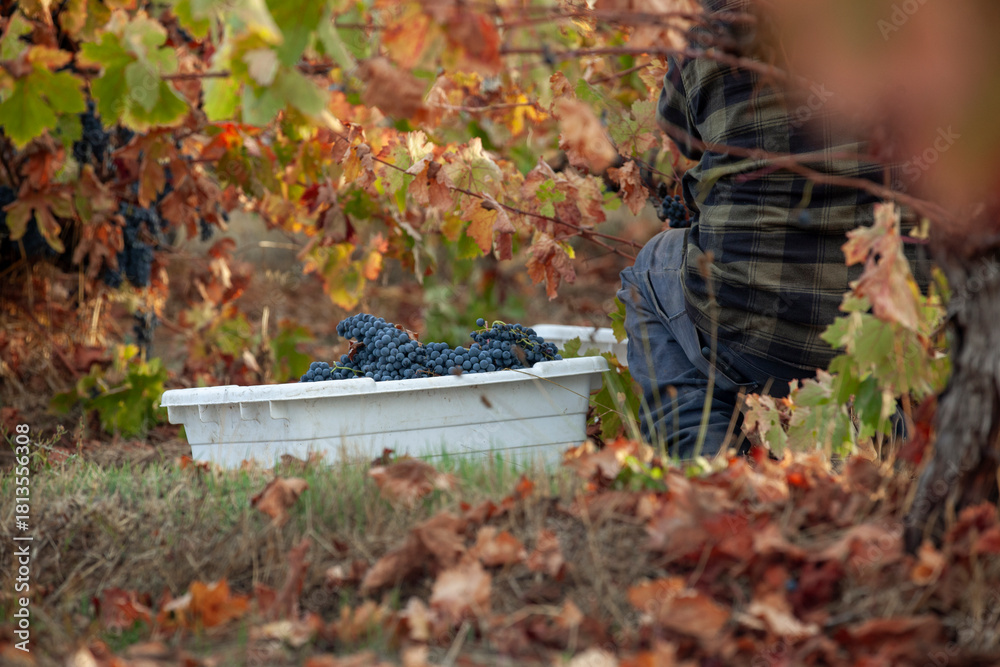 Naklejka premium Handpicking grapes from vines during harvest in Northern California