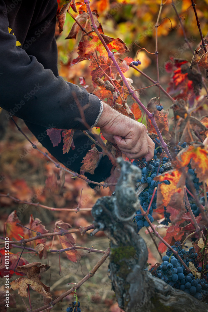 Naklejka premium Close-up of mans hand picking red grapes during harvest