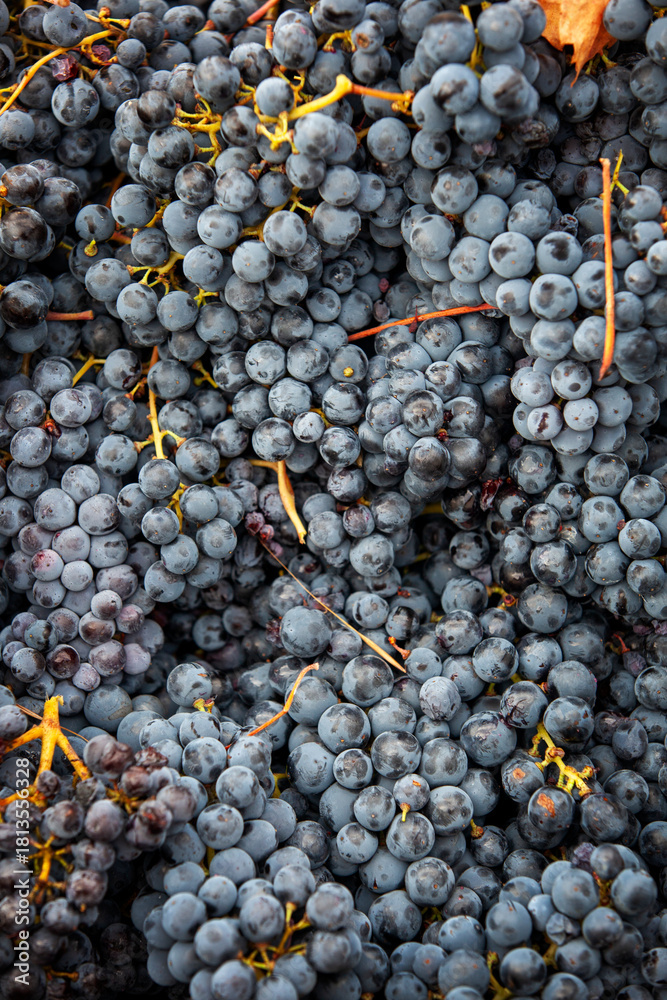 Fototapeta premium Red grape clusters after being handpicked from the vine
