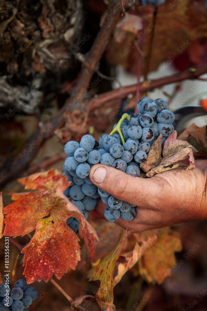 Naklejka premium Close-up of mans hand picking red grapes during harvest