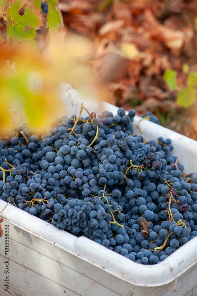 Fototapeta premium Red grapes in bin after being handpicked from the vine